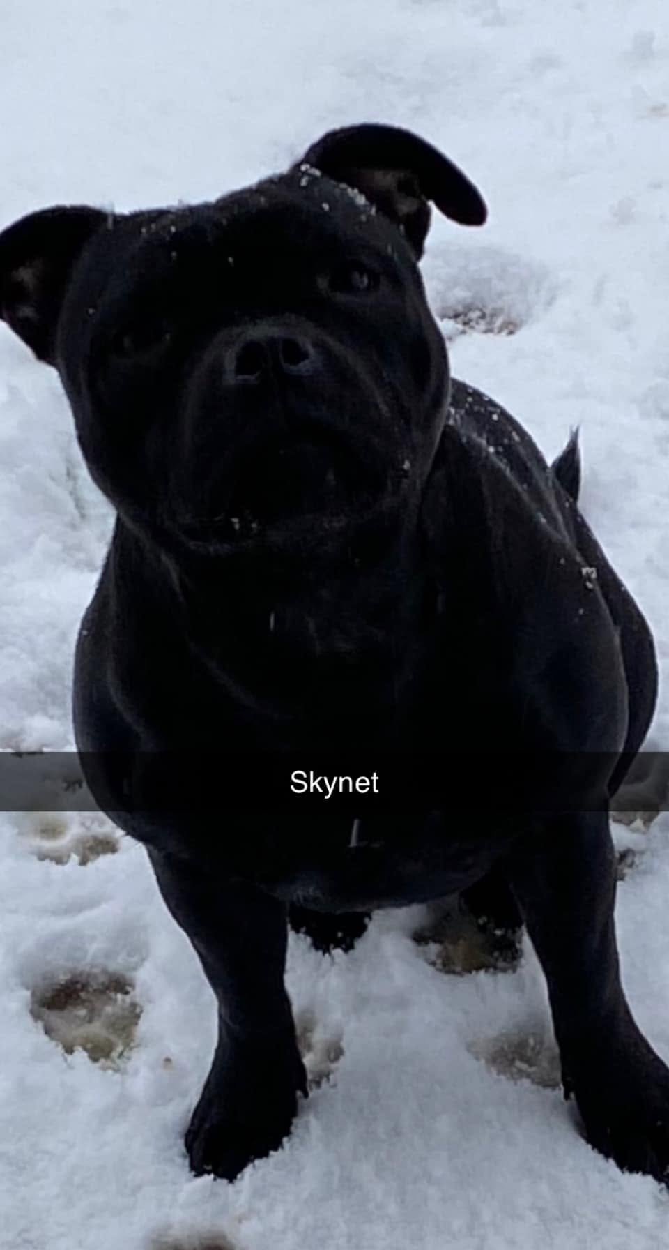 Skynet - Royale Black Pearl