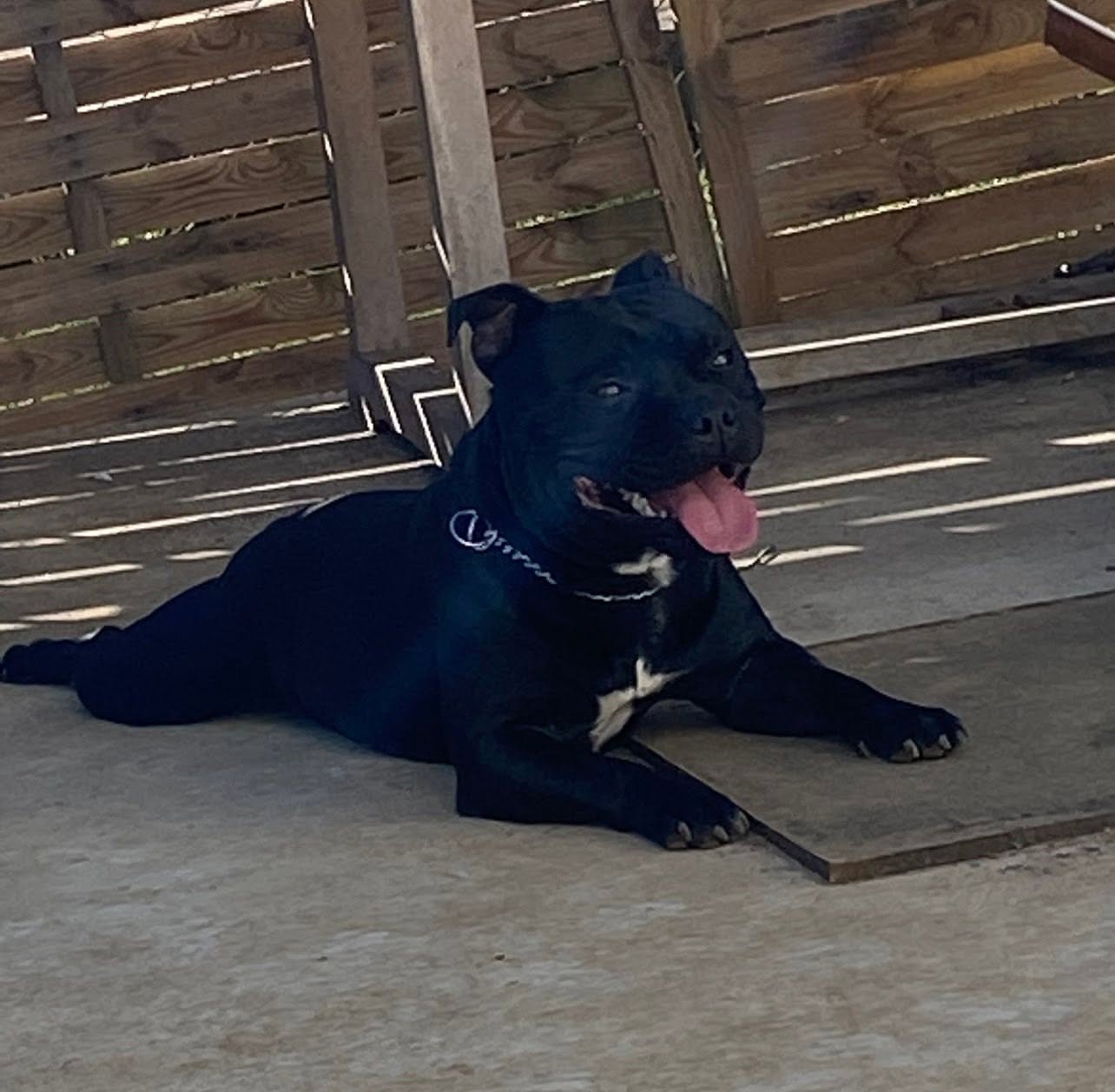 Rango - Royale Black Pearl