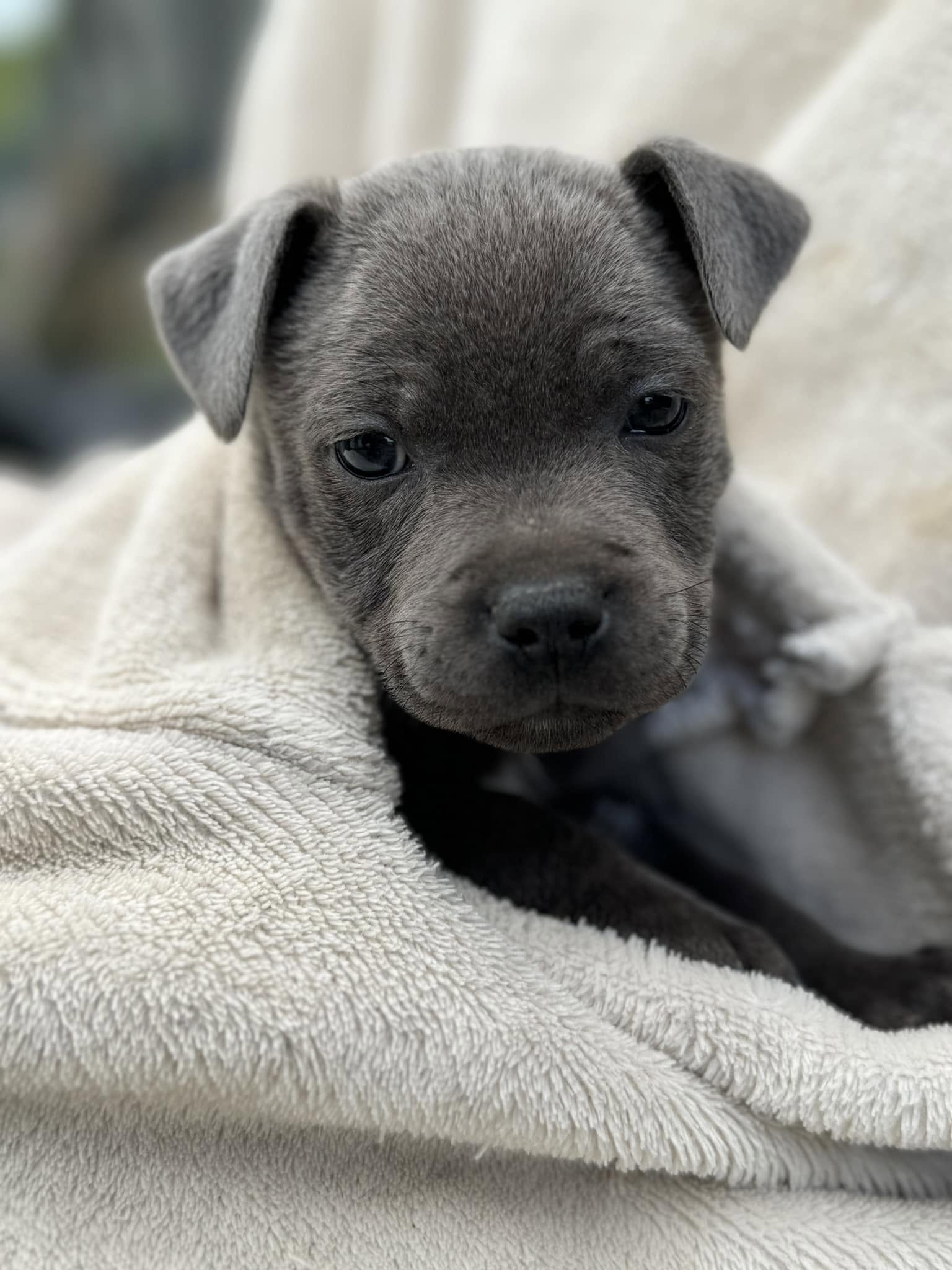 Chiot Staffordshire Bull Terrier Royale Black Pearl