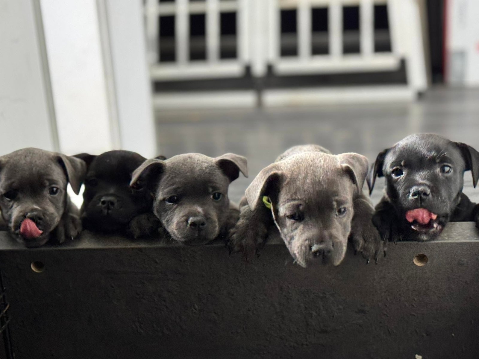 Royale Black Pearl - élevage de Staffordshire Bull Terrier LOF