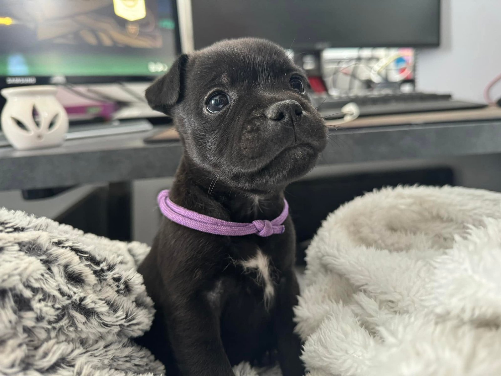 Chiot Staffordshire Bull Terrier Royale Black Pearl