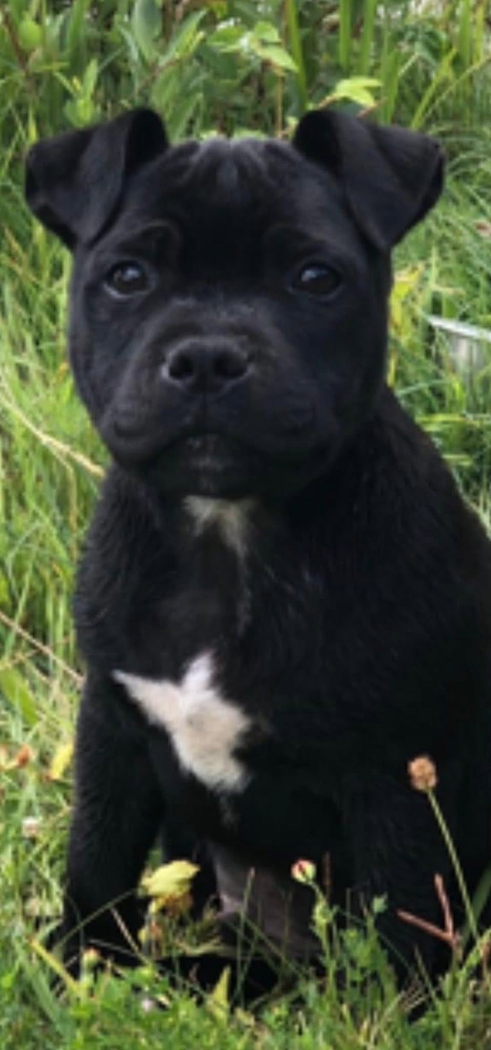 Rango chiot - Royale Black Pearl
