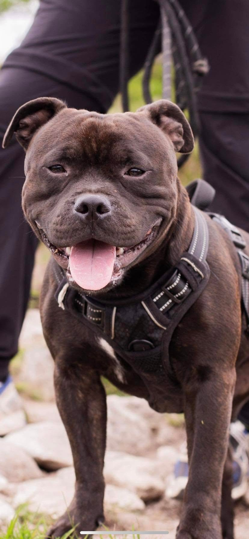 Staffordshire Bull Terrier Royale Black Pearl
