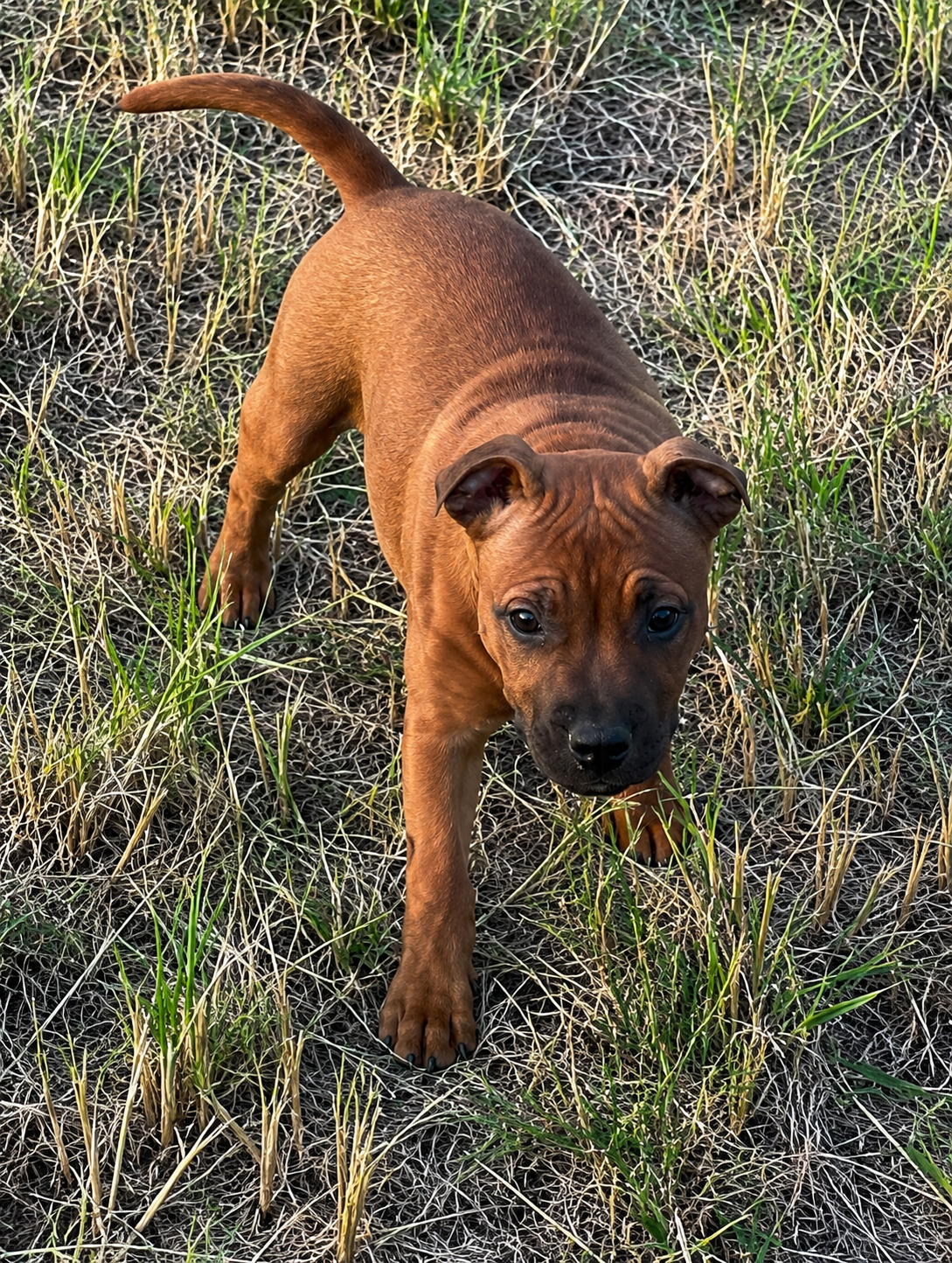 Bluedogcity Bianca
